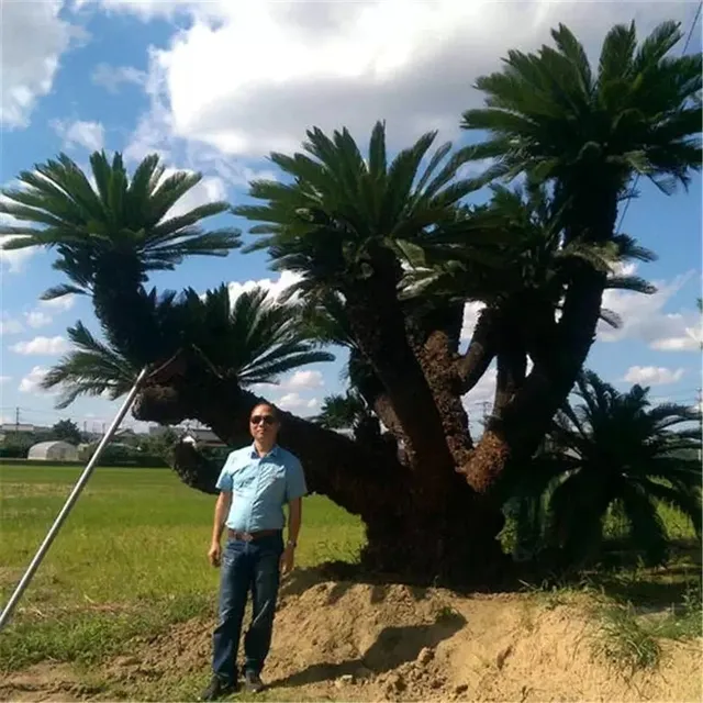 Szentjánoskenyérmagok Chamaerops Excelsa