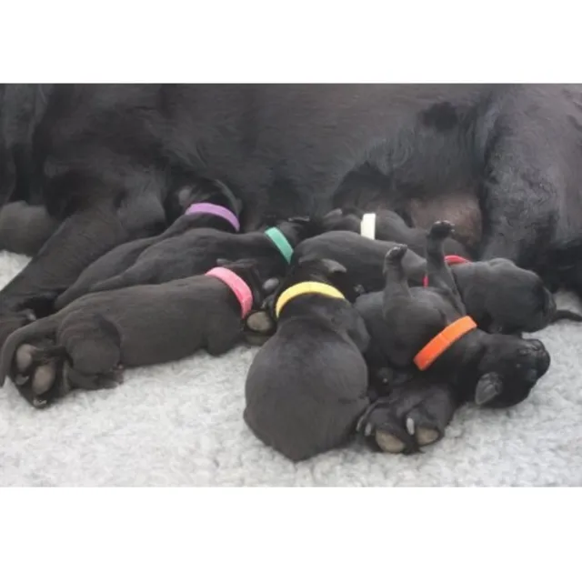 Coloured identification collars for puppies