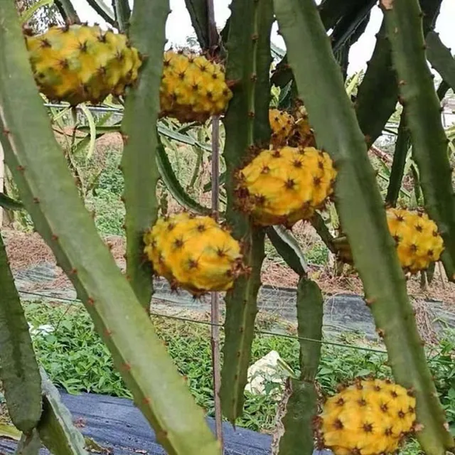 Egzotikus gyümölcsmag - Pitaya vagy kiwi színű fajták