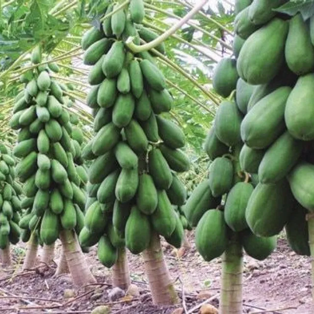 Eredeti klasszikus papaya magok kertészeknek 20db Maisie