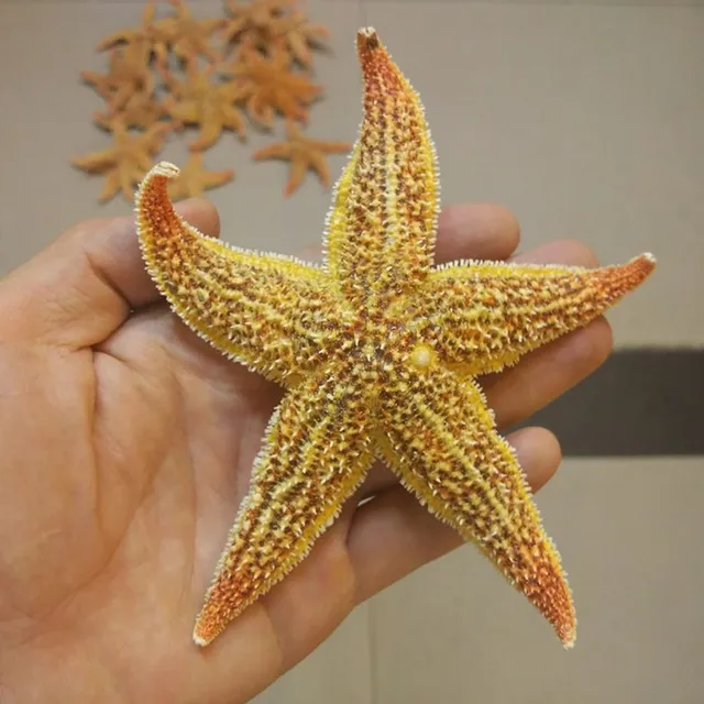 Natural Starfish 2 k