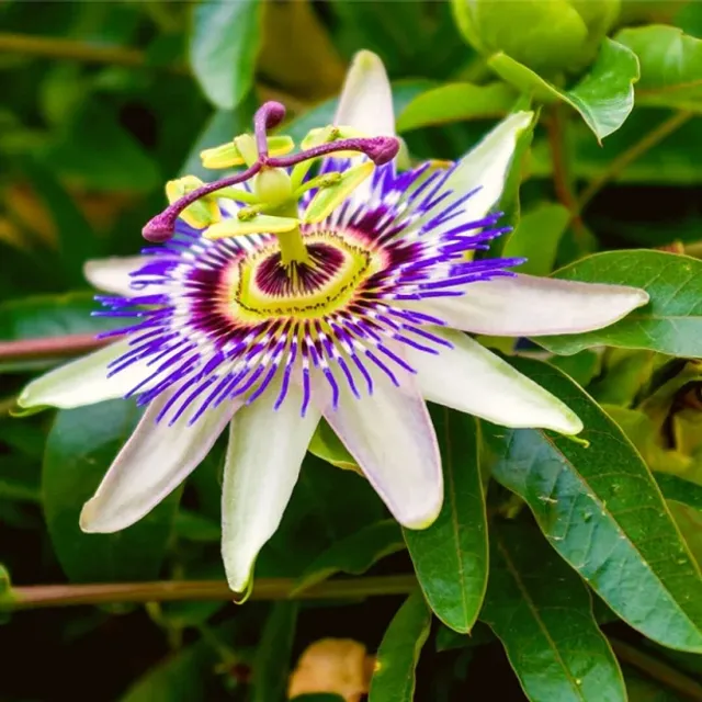 Passiflora Passion plodná rastlinná zmes farieb Jednoduché pestovanie vonku, na lôžkach 30 semien