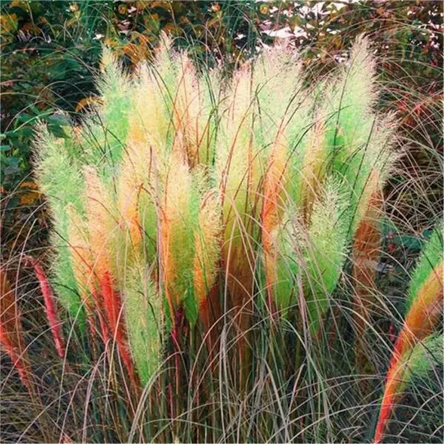 Nasiona kolorowej Cortaderia selloana - trawy pampasowej