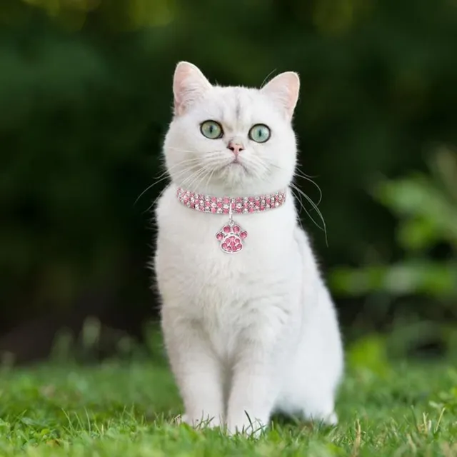 Beautiful crystal collar for cats with paw-shaped pendant