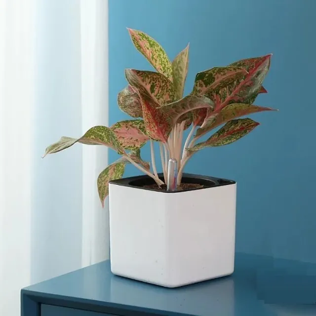 Edible self-watering pot