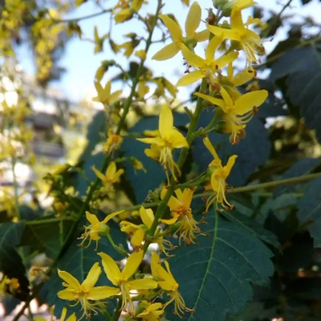 Koelreuteria elegans, arborele de ploaie aurie - copac cu frunze, ușor de cultivat în aer liber, 30 de semințe