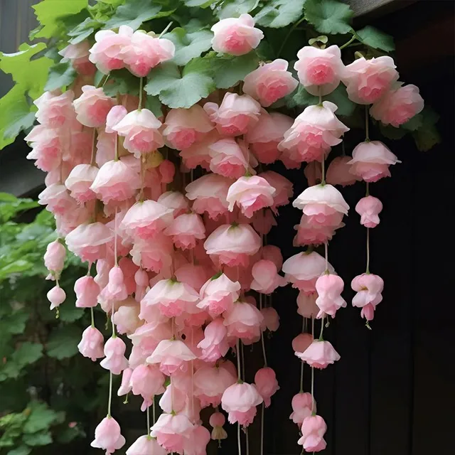 Favourite balcony flowers seeds Weeping Begonie - different colors