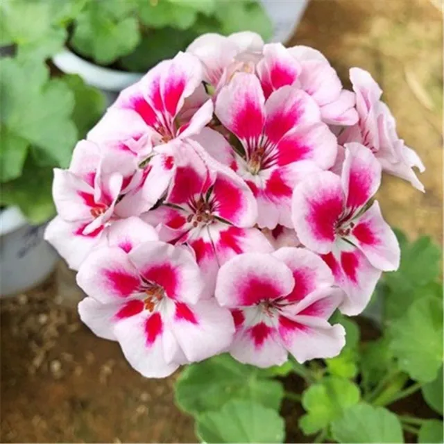 Seeds of beautiful and colorful Pelargonie large-flowered