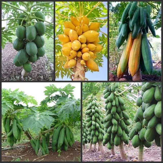 Original classic papaya seeds for gardeners 20pcs Maisie