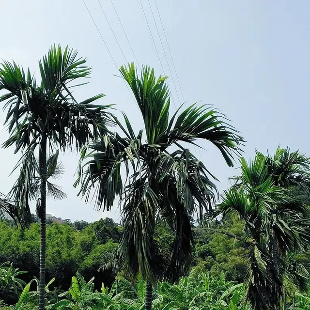 Ornamental palm seeds Chamaerops Excelsa