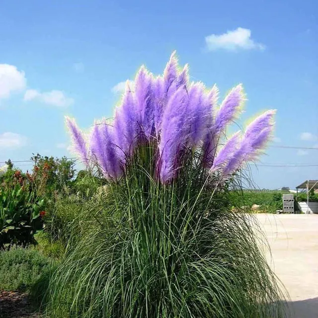 Seeds of fast-growing charming Lavender | 400 seeds