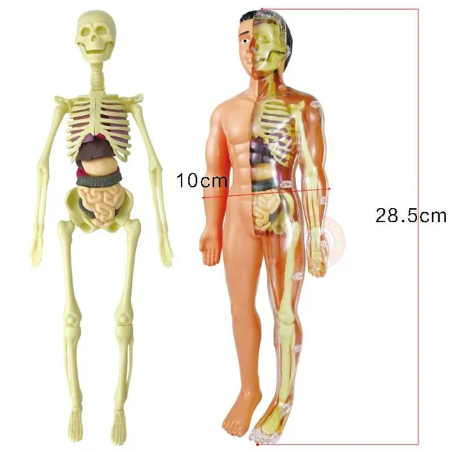 3D-Lernset in Form des menschlichen Körpers zum Erlernen der Anatomie Tsuneo