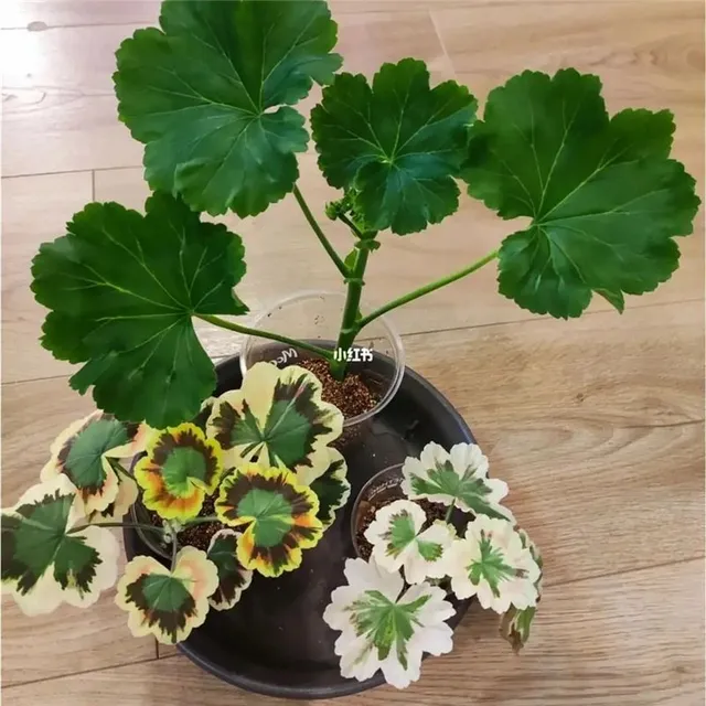 Seeds of beautiful and colorful Pelargonie large-flowered