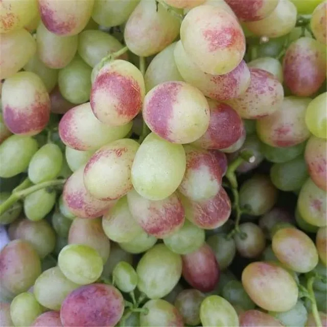 Semena sladkých a barevných odrůd hroznového vína - Sweet Grape