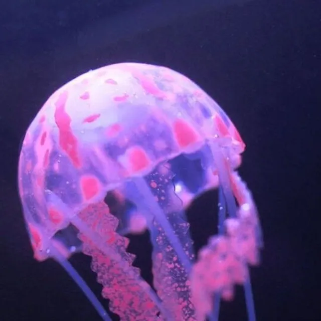 Silicone jellyfish into the aquarium