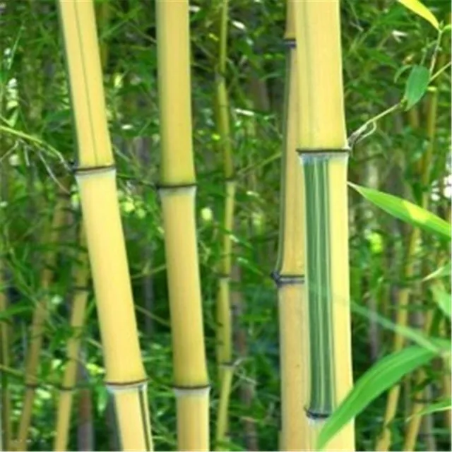 Nasiona bambusa odmiany Phyllostachys Pubescens - różne kolor