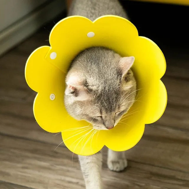 Cute Elizabethan cloth collar for faster healing pets