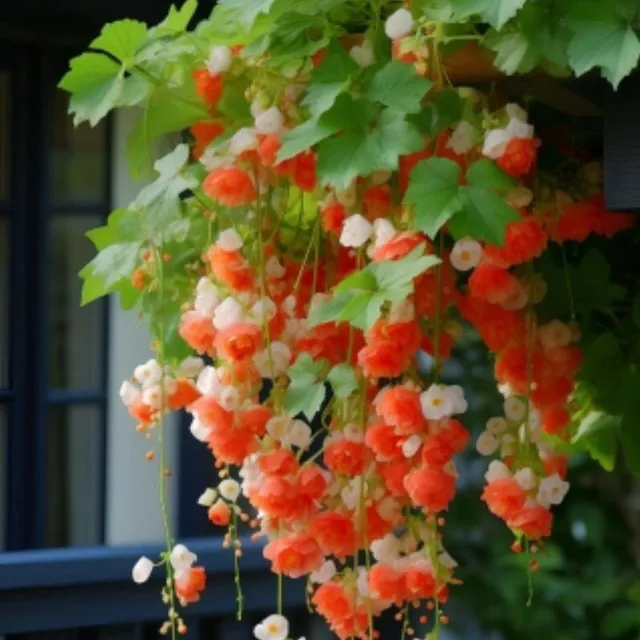 Semínka oblíbených balkonových květin Plačící Begonie - různé barvy