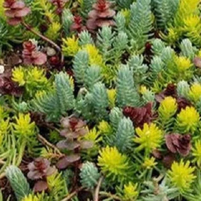 Mélange de graines de sédum Sedum facile à cultiver grand paquet de 1000 graines