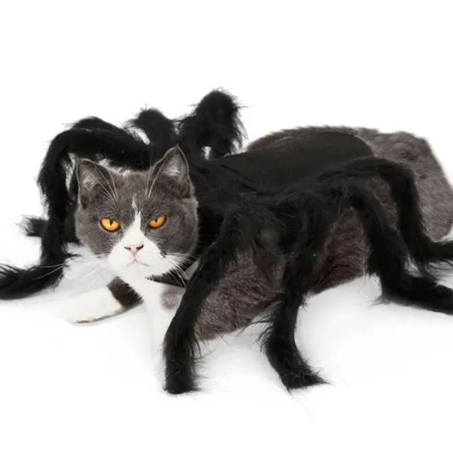 Halloween Spider Cat Costume