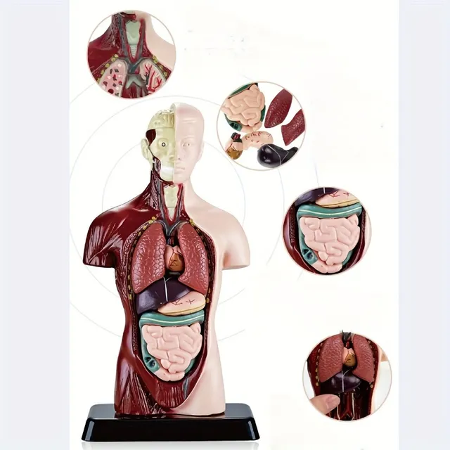 The educational model of the human body with organs to assemble - for fun and interactive learning