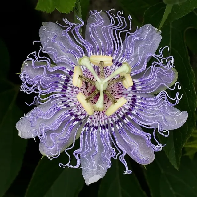 Planta de mușcată Passiflora cățărătoare mix de culori - Ușor de cultivat în aer liber, în grădini, 30 de semințe