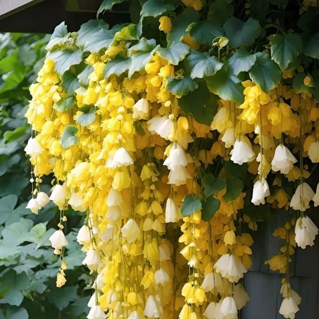 Semínka oblíbených balkonových květin Plačící Begonie - různé barvy