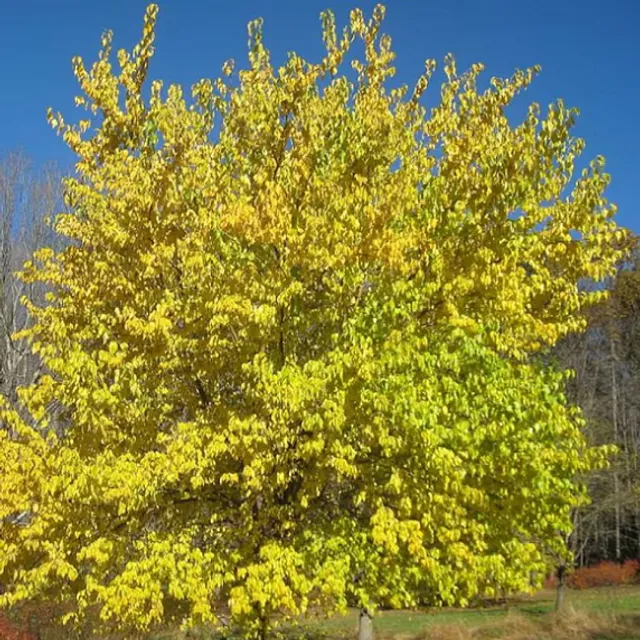 Maclura pomarańczowa Maclura pomifera dwumieszkaniowe drzewo liściaste Ła