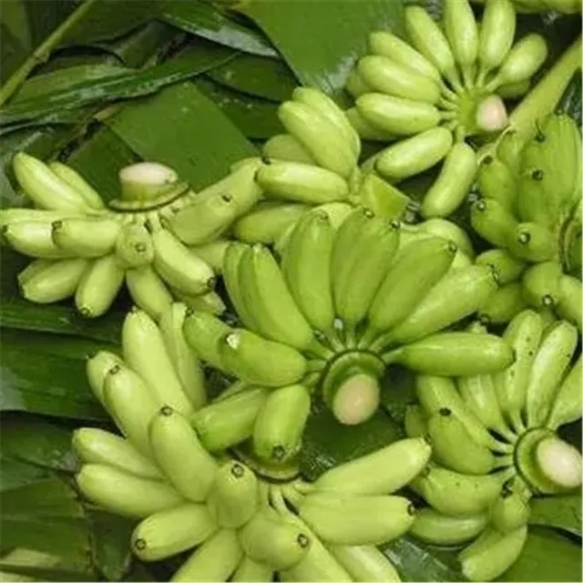 Banana seeds - different varieties