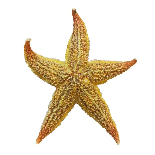 Natural Starfish 2 k