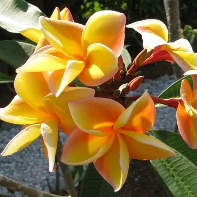 Vetőmagok díszített szabadtéri virágok Plumeria - különböző fajok