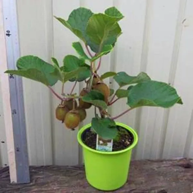 Seeds of exotic fruit - Pitaya or Kiwi colour varieties