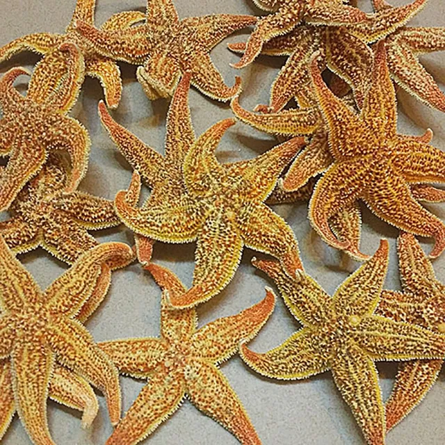 Prírodné morská hviezdica 2 k