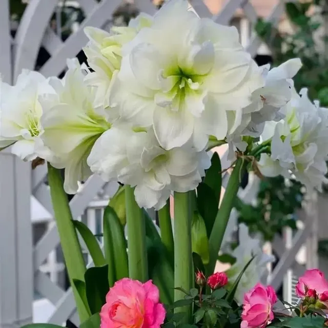 Seeds of colourful flowers Amaryllis - different species