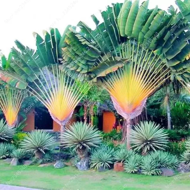 Ornamental palm seeds Chamaerops Excelsa