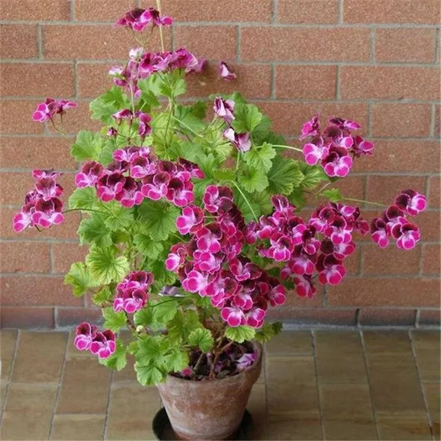 Seeds of beautiful and colorful Pelargonie large-flowered