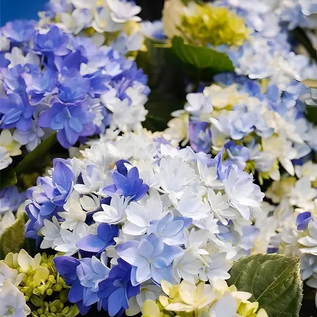 Nasiona popularnych kwiatów zewnętrznych Hydrangea dużych liści