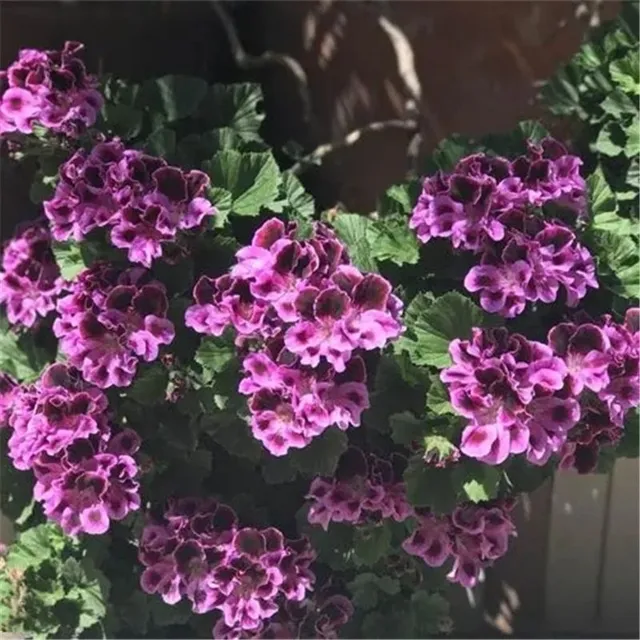 Seeds of beautiful and colorful Pelargonie large-flowered