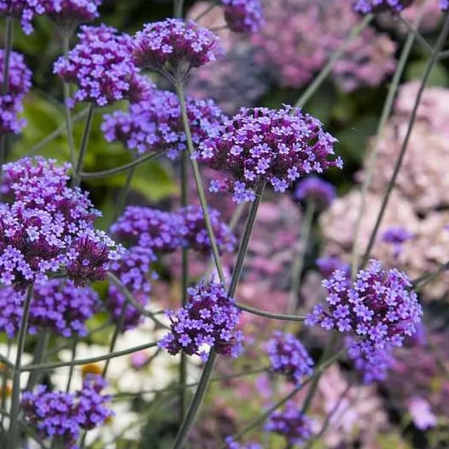 Seeds of very popular purple flowers - Argentian vervain