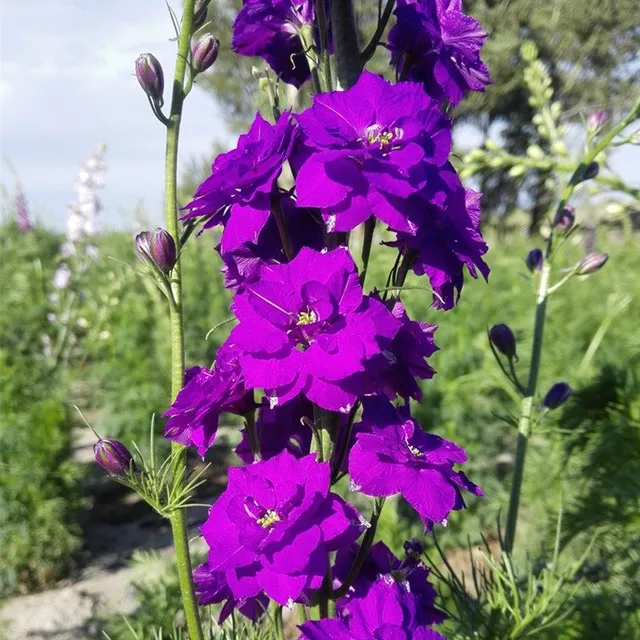 Seminte de flori inalte pentru gradina de diverse culori - Delphinium grandiflorum