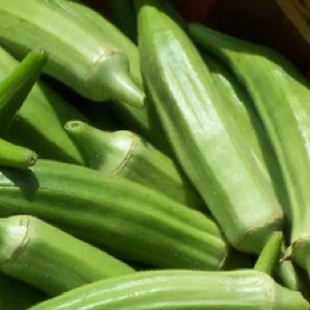 Semi di ibisco commestibile Okra burgunda facile da coltivare dentro, fuori, nei letti, nei vasi - Semi di ibisco commestibile 10 pz