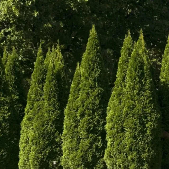 Zeravec Thuja orientalis Platycladus orientalis wiecznie zielone drzewo 