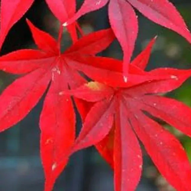 Maple Dlanitolist Acer palmatum odmiana Osakazuki małe drzewo liści