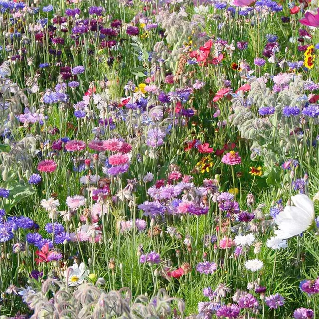 Seminte de flori de pajiște ornamentale - mix de plante de grădină