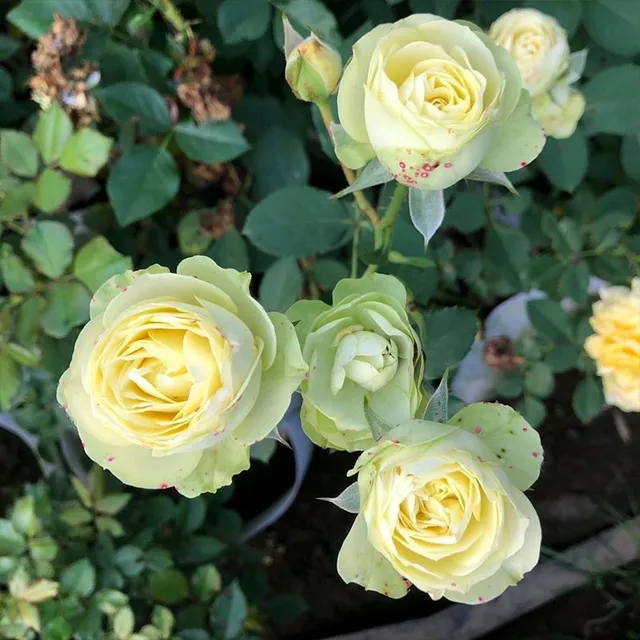 Seeds of beautiful colourful rose - different species