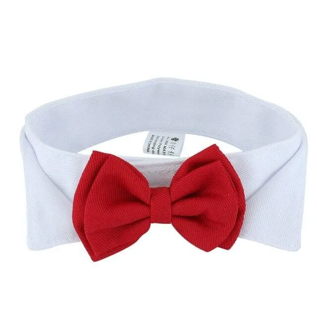 Elegant bow tie for dogs