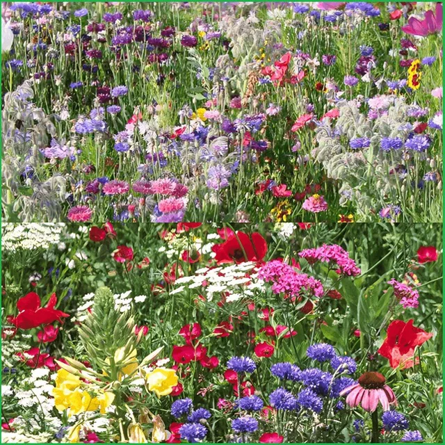 Okrasné semená divých kvetov - Zmiešané záhradné rastliny