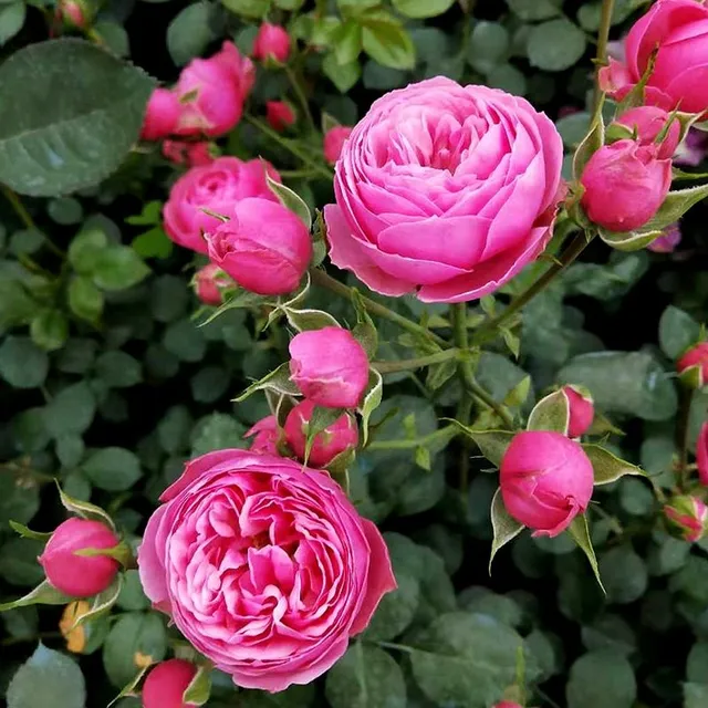 Seeds of beautiful colourful rose - different species