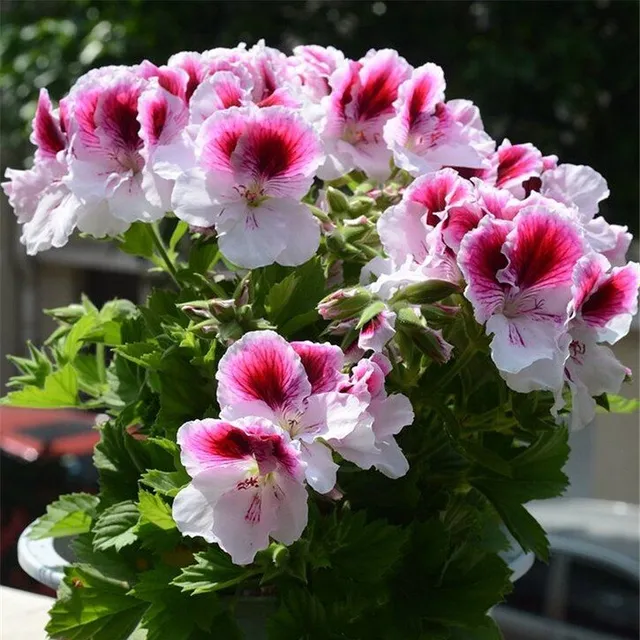 Seeds of beautiful and colorful Pelargonie large-flowered