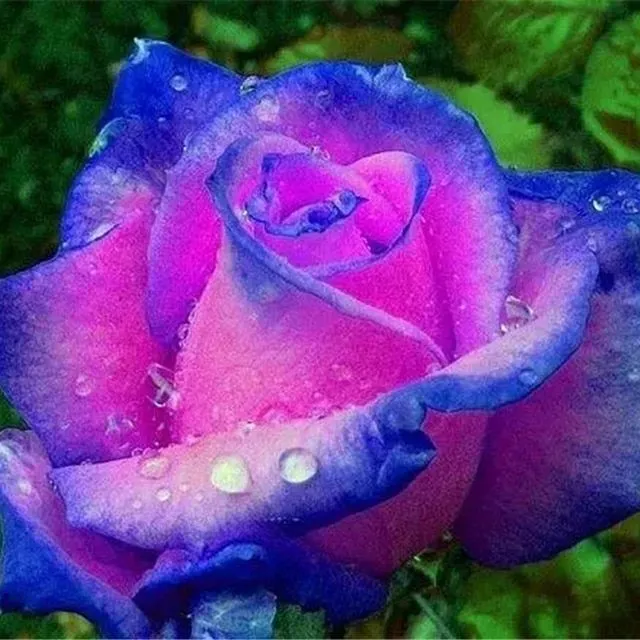 Nasiona kolorowych róż wielokwiatowych - Kordes